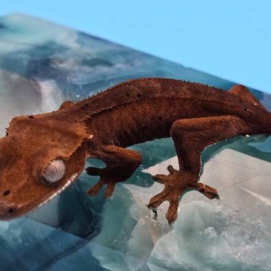 Crested gecko for sale online clearance
